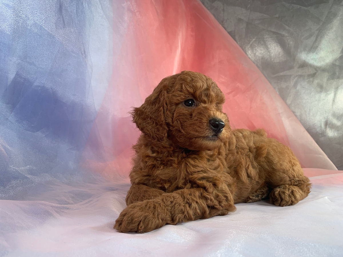 Red F1b Miniature Goldendoodle Puppy for Sale In Iowa, DOB 7-20-2022
